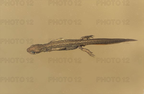 Pond Newt