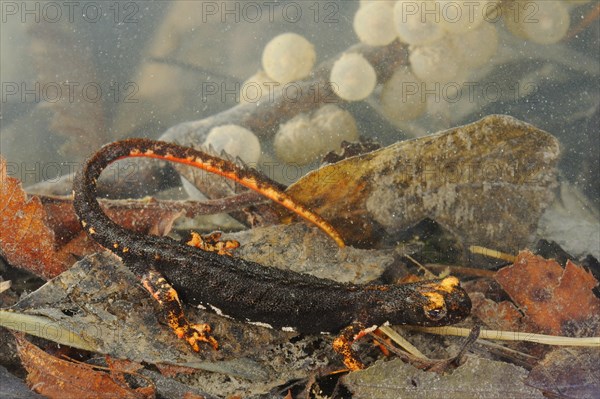 Northern Spectacled Salamander