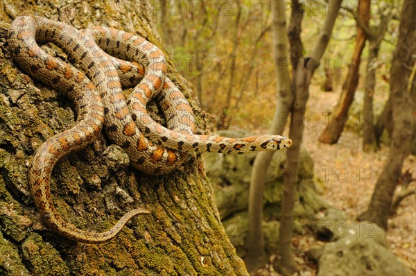 European ratsnake