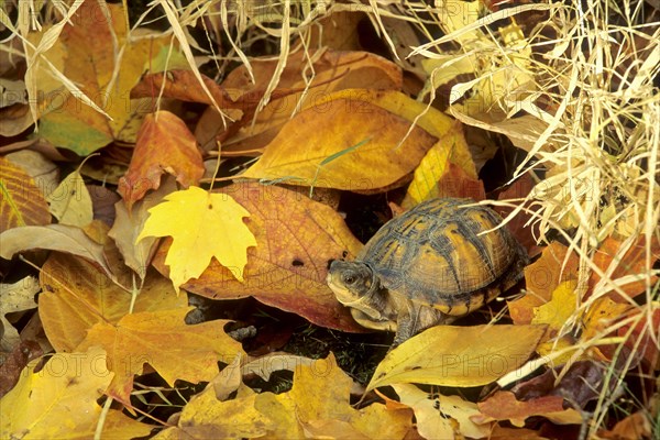 Eastern Box Turtle