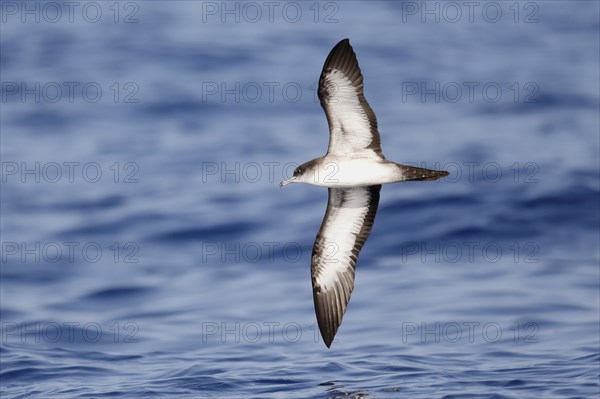 Wedge-tailed Shearwater