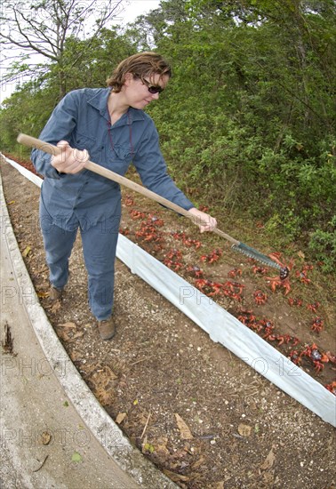 Christmas island red crab