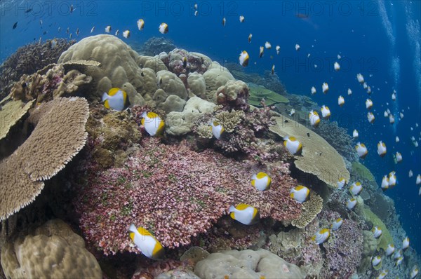 Yellow Pyramid Butterflyfish