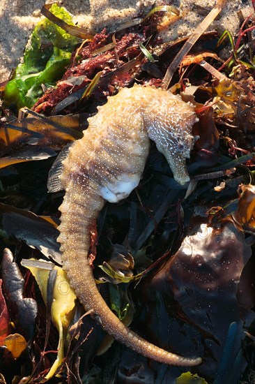 Long-snouted Seahorse