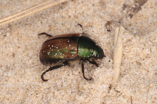 Dune Chafer