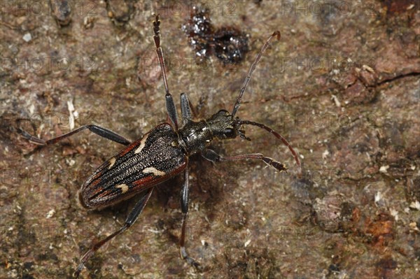 Yellow-banded pincer