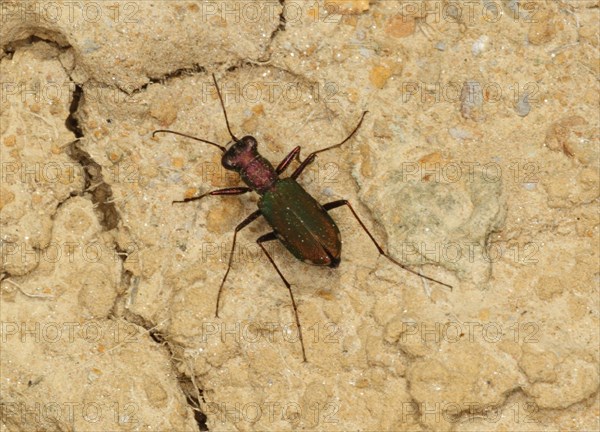 Cylindera germanica