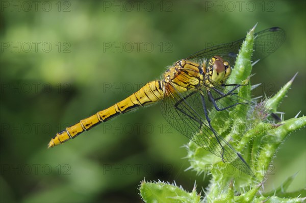 Ruddy ruddy darter