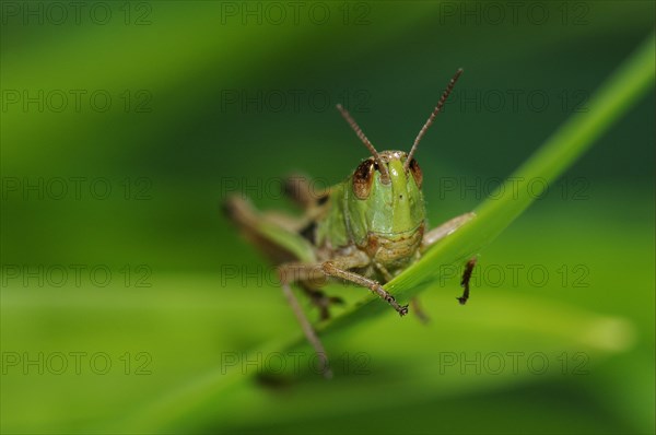 Meadow grasshopper