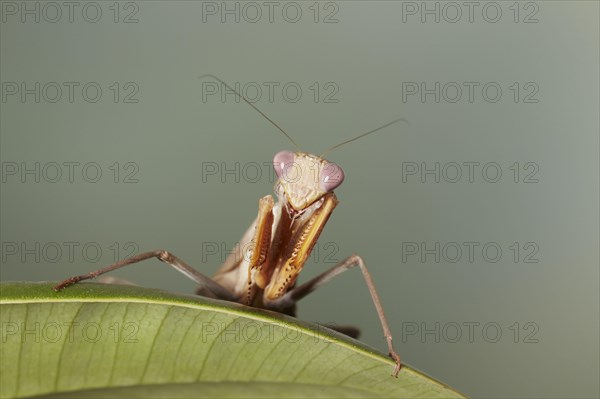 African mantis