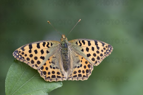 Queen of spain fritillary