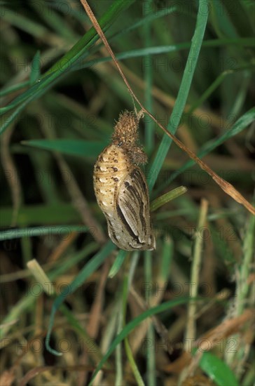 Maniola tithonus