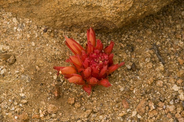 Red broomroot