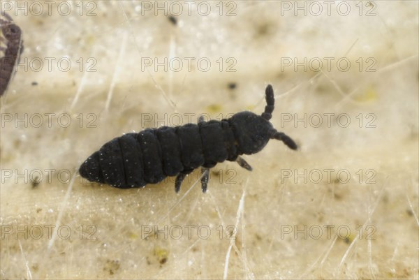 Black water springtail