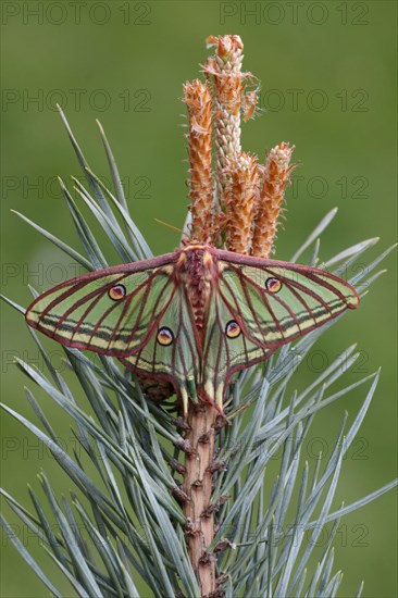 Spanish spanish moon moth