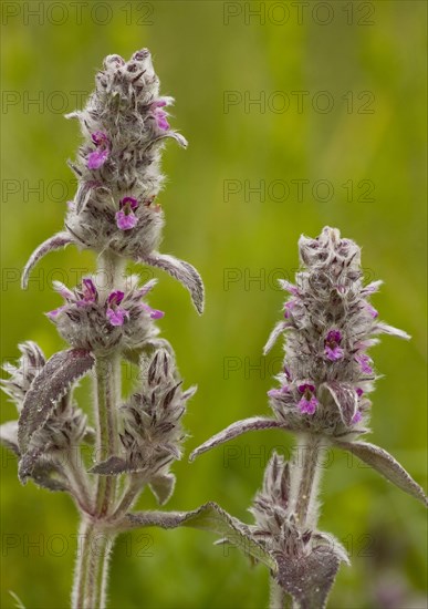 Flowering downy woundwort