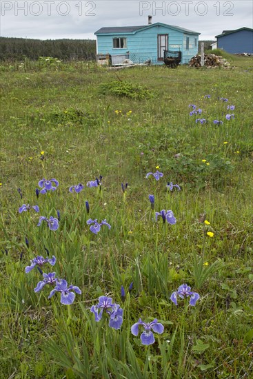 Flowering Canadian beachhead iris