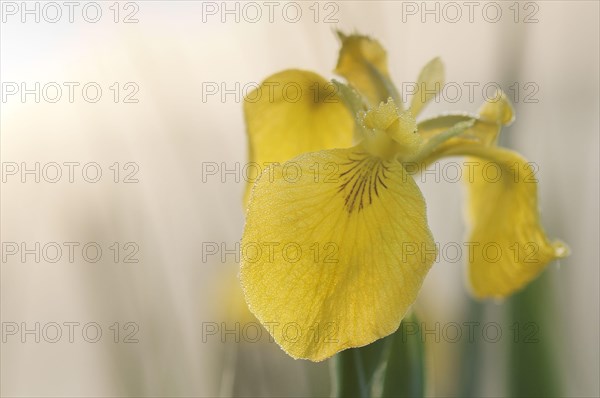 Yellow Iris