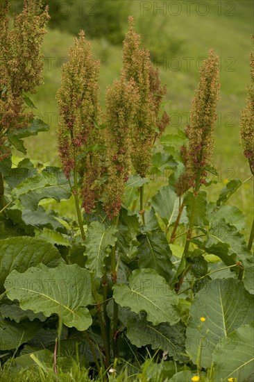 Rumex arifolius