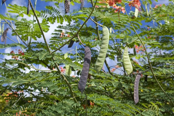 Pride of Barbados