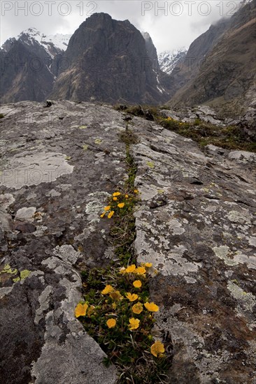 Caucasian cinquefoil