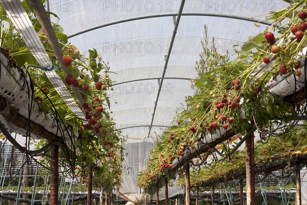 Strawberry plant