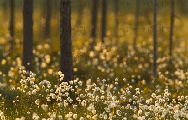 Cotton-grass