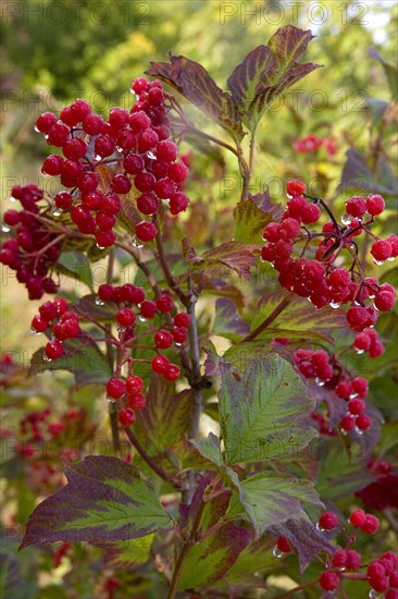 Guelder rose