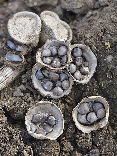 Fruiting body of common bird's nest