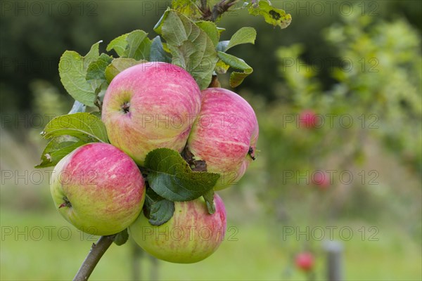 Cultivated apple tree