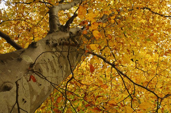 Leaves of copper beech