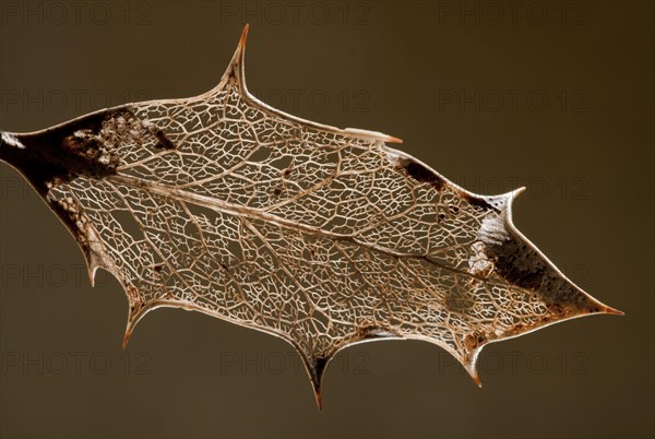 European Holly