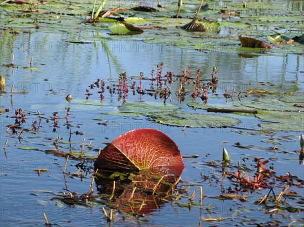 Red under side of water lily