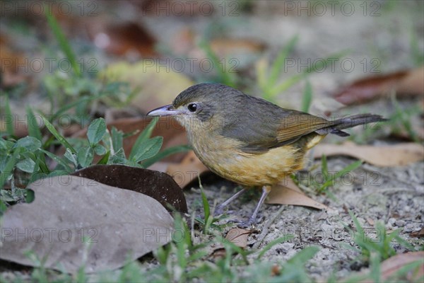 Atherton Scrubwren