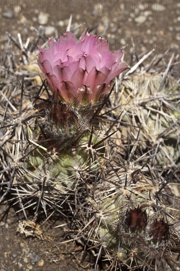 Patagonian cactus