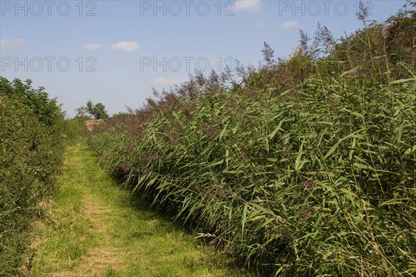 Common reed