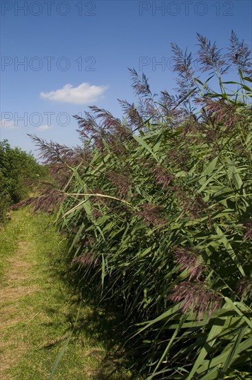 Common reed