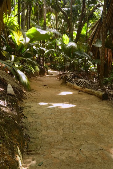 Trails and vegetation in Vallee de Mai National Park