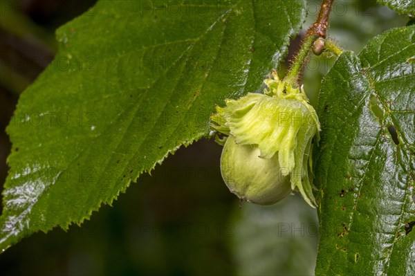 Common common hazel