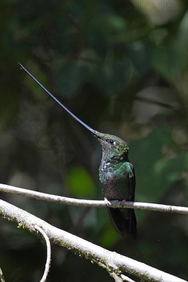 Sword-billed Hummingbird