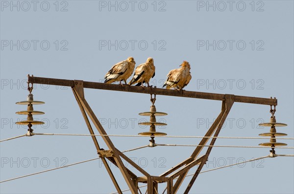 Egyptian Vulture