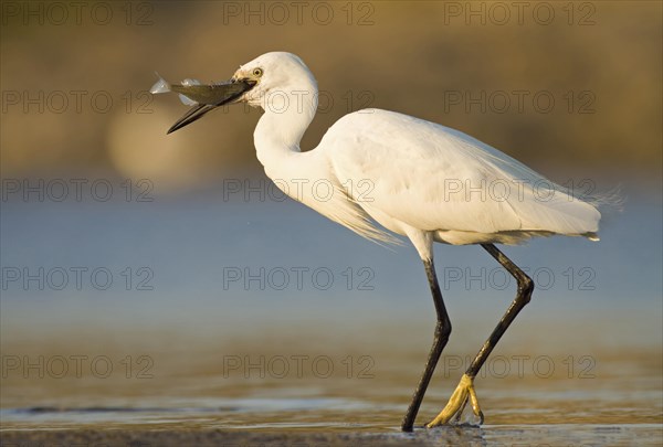 Little egret