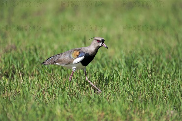 Southern lapwing