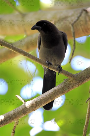 Purplish jay