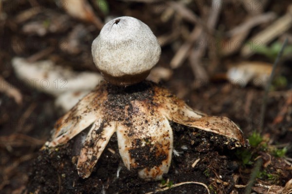 Dwarf Earth Star