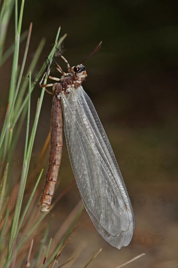 Large Ant Damselfly