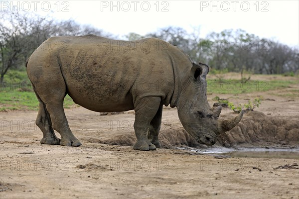 White rhinoceros