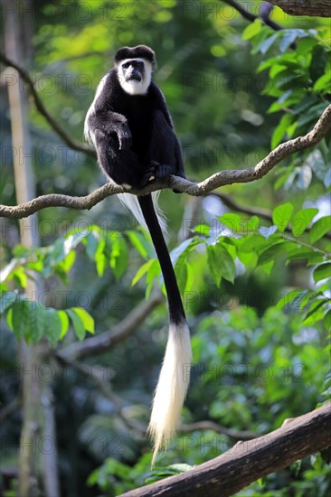 Angolan black and white