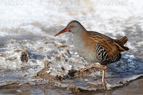 Water Rail