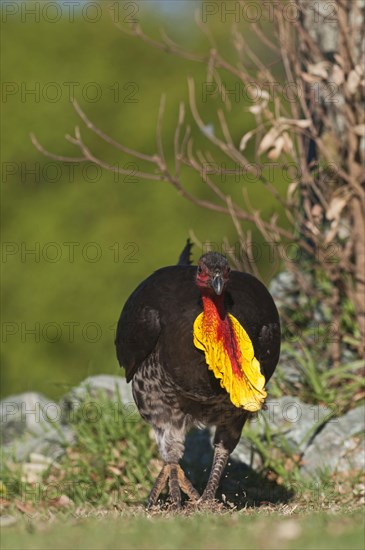 Australian australian brushturkey